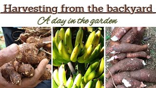 Harvesting from the backyard | Tapioca, Bananas, Taro & Yam | A day in the garden