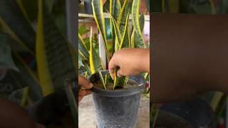 How to Propagate Snake Plants (the EASY Way)