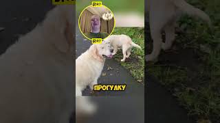 Щенок спас лохматого друга 🐕