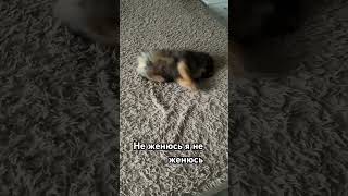 Молодой гулять хочу #юмор #шпиц #питомцы #funnypets