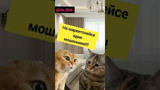 Осторожно, мошенники!!! #двакота #мем2024 #маркетплейс #catsshorts