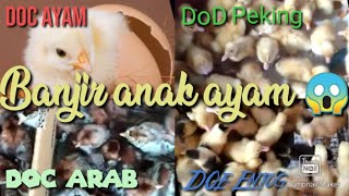 Banjir bandang anak ayam || DOC,DOD,DOE,ayam Arab