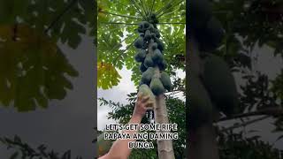 ANG DAMING BUNGA NG PAPAYA TARA KUHA TAYO NG HINOG #harvesting #papaya #food #garden #shorts #viral