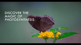 Nature's Solar Panel: The Amazing Chemistry of Photosynthesis!