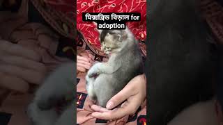 মিক্সব্রিড বিড়াল for adoption #kitten #cat #catlover #cute #pets