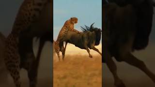 Cheetah VS Wild Beast #shorts #speed #usa #world #wildlife #vs #bee #animals #hunting #attack #epic