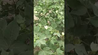 cotton field in pakistan and India #agriculture #shorts #foryou #gardening