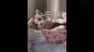 Cute And Funny Pets   Try Not To Laugh To These Pets Compilation