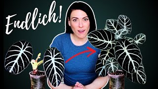 So verliert deine Alocasia kein Blatt mehr wenn ein neues kommt- endlich mehr als zwei Blätter!