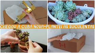 CHEGOU O QUE FALTAVA😍CUBA NOVA E TORNEIRA DOURADA|REPLANTEI AS SUCULENTAS+FIZ MUDINHAS |Amanda Maria