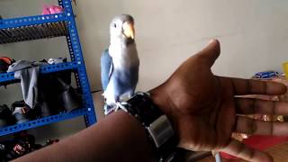 Training my new lovebird~Solo-tame lovebird