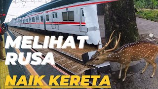 LIBURAN MURAH | NAIK KERETA LIHAT RUSA DI BOGOR #keretaapiindonesia #bogor #istanabogor