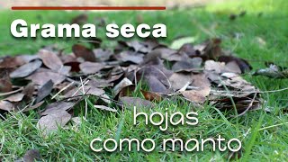 Usa hojas caídas para proteger tu césped y como compost