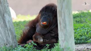 Orangutan Mother and Baby Enjoy Nice Weather