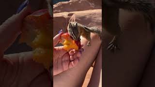 Chip and Dale are in a hurry for lunch. #chipmunkseating #chipmunks #chipmunksvideo