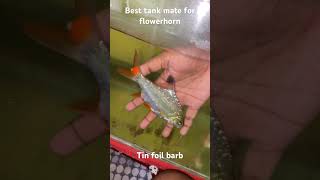 Flowerhorn tank mate | Tin foil barb | #shorts #trending  #flowerhorn