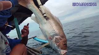 Jigging Di Laut Jawa, Umpan Turun Langsung dimakan babon