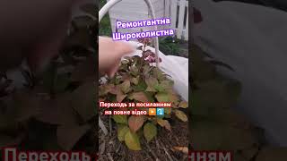 ПІДПИШИСЬ SUBSCRIBE Hydrangea garden ideas Pomysły na ogród z hortensjami