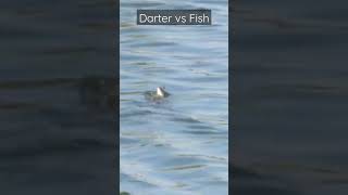 Darter vs Fish| #indianbirds #snake bird #bird #birdfeeding #nature #hunting #fishing #kill