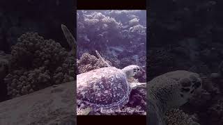 Turtle with barnacles on its back