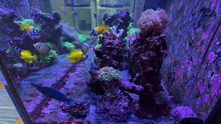 Side View RedSea Reefer 3XL 900 | Age 11 months