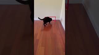 Soccer Net Moved By Black Cat To Hit Ball OUT.