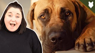 BOERBOEL! 5 Incredible Facts About The BOERBOEL