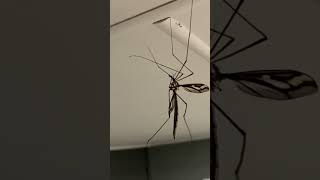 Terrifying giant mosquito 🦟 (4 inch) found in my backyard 🇦🇺