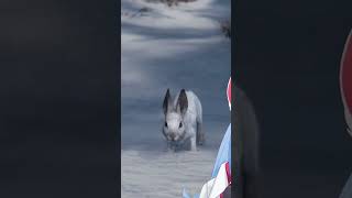 Vtuber Sumi Watches Bunny come out of burrow   #vtuber #vtuberen