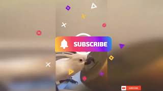 Lovely Drum Roll | Comedy Shorts | Comedy Animals | Comedy Pets | Funny Videos  #Shorts