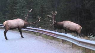 Wrecking Ball Elk (Miley Cyrus Parody)