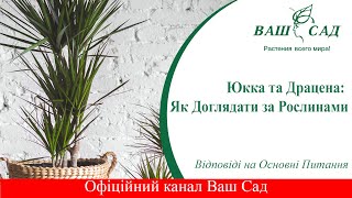 Юкка та Драцена: Як Доглядати за Рослинами – Відповіді на Основні Питання. Ваш сад