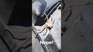 Working can be dangerous in Australia! #tractor #australia #spider