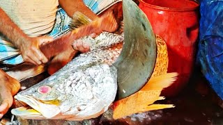 Giant Bhetki Fish Cutting Skills in Fish Market 2021| Alive Bhetki Fish Cutting | Fish Cutting 🔥