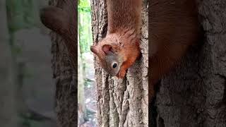 Белки грызут орешки) #белки #squirrel #мирвокруг #nature #природнаятерапия