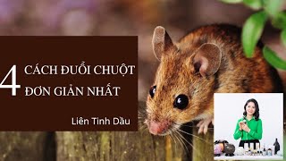 Làm thế nào để đuổi chuột hiệu quả? Liên Tinh Dầu