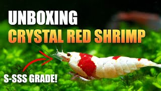 Unboxing *S-SSS* Grade Crystal Red Shrimp