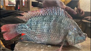 Expert Tilapia Fish Cutting Skills, Live Fish Cutting & Slicing Skills At Bangladesh Fish Market