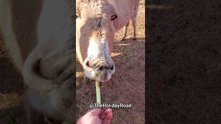 Donkey loves celery. #shorts #donkey #feedinganimals #cuteanimals #cute