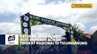 Ratusan Jenis Bonsai Ikuti Pameran Bonsai Tingkat Nasional Di Tulungagung Seg 01