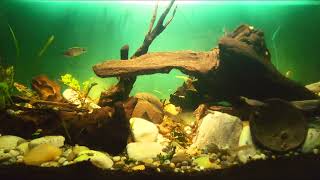 Biotope Aquarium Tateurndina ocellicauda