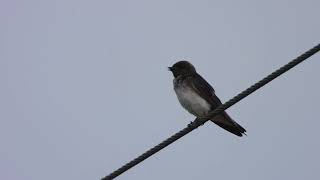 Streak throated Swallow