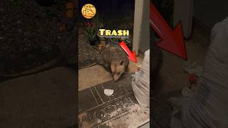 Opossums LOVE Fried Chicken!? Huge MESS #shorts #youtubeshorts #viral #wildlife #trending