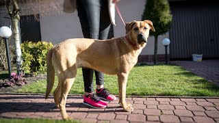 Are Rhodesian Ridgebacks good at tracking?