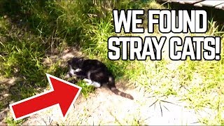 ✔️ WE FOUND STRAY CATS AT A ABANDONED HOUSE! ~ VLOG 1 😱