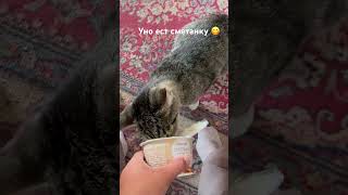 Уно кушает сметану #кошкавидео #cat #cats #catvideos #котики