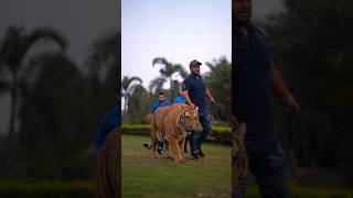 Big Tiger Walks In Chain | Nouman Hassan