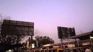 Starling Air Display above Ahmadabad Train Station Gujarat 03