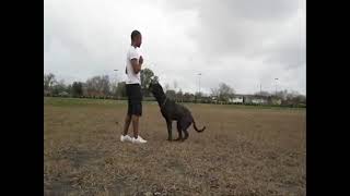 Japanese Tosa Inu - Basic Obedience Short Demo