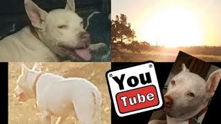 RANGER vs Cheese Tax || 🐕🧀#doglover #cute #funny #shortvideo #capcut #subscribe